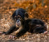 Cute Baby Monkey